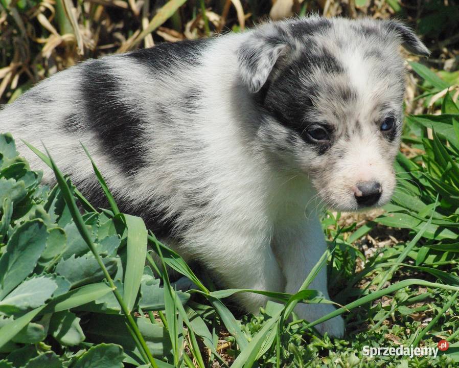Suczka blue merle z błęitnym okiem Milejów-Osada