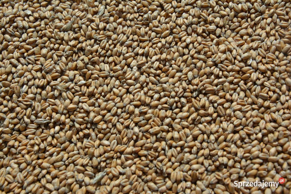 Pszenica Ozima 2025 Godowa