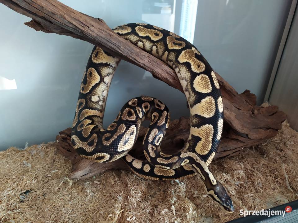 Pyton Kreólewski Regius z terrarium mazowieckie