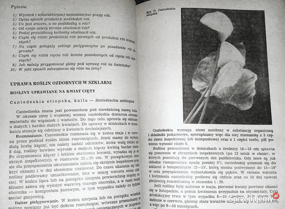 Kwiaciarstwo ZSO A Bartosiewicz H Chmiel miękka Chełm sprzedam