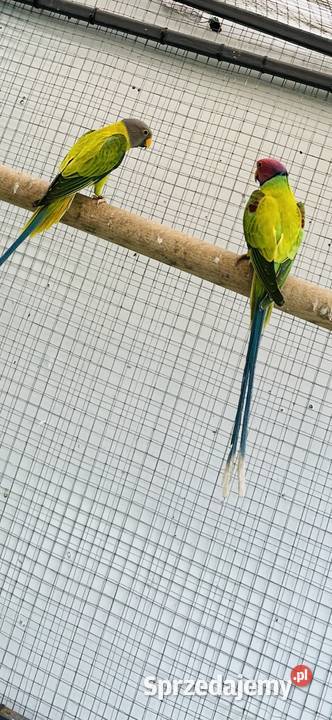 Aleksandretta śliwoglowa mazowieckie Maciejowice sprzedam