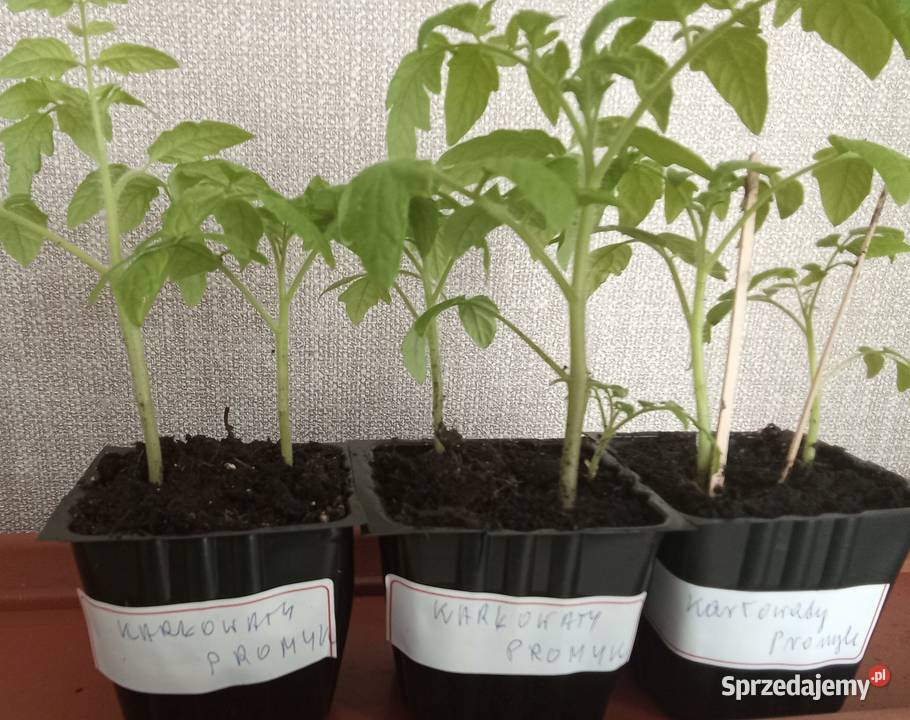 Sadzonka pomidora karłowatego Promyk Dom i Ogród Łódź sprzedam