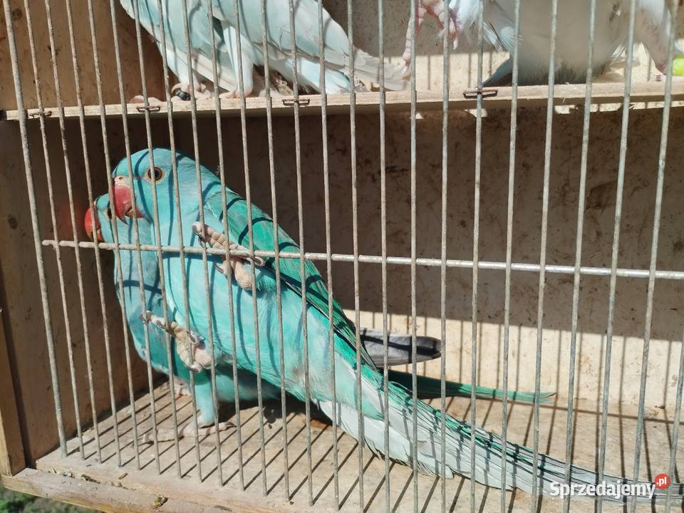 Papugi aleksandretty obrożne rozelle nimfy lubelskie Mircze