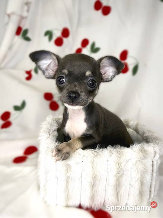 BLUE suczka Chihuahua niebieska tricolor Limanowa