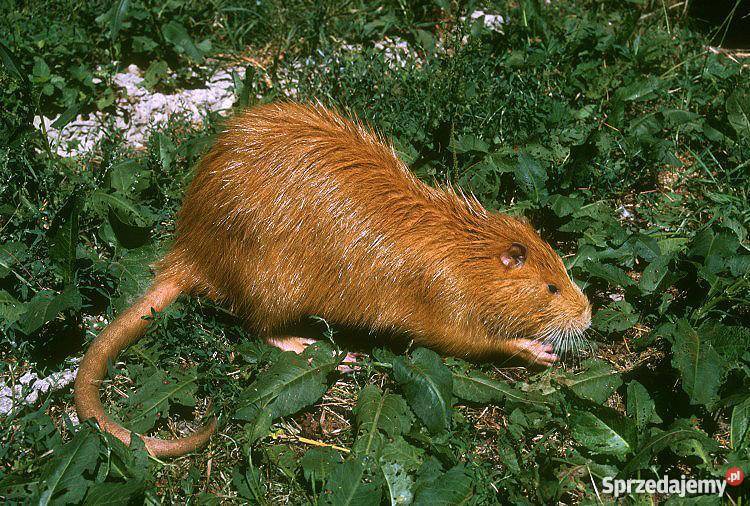 NUTRIE Warszawa sprzedam
