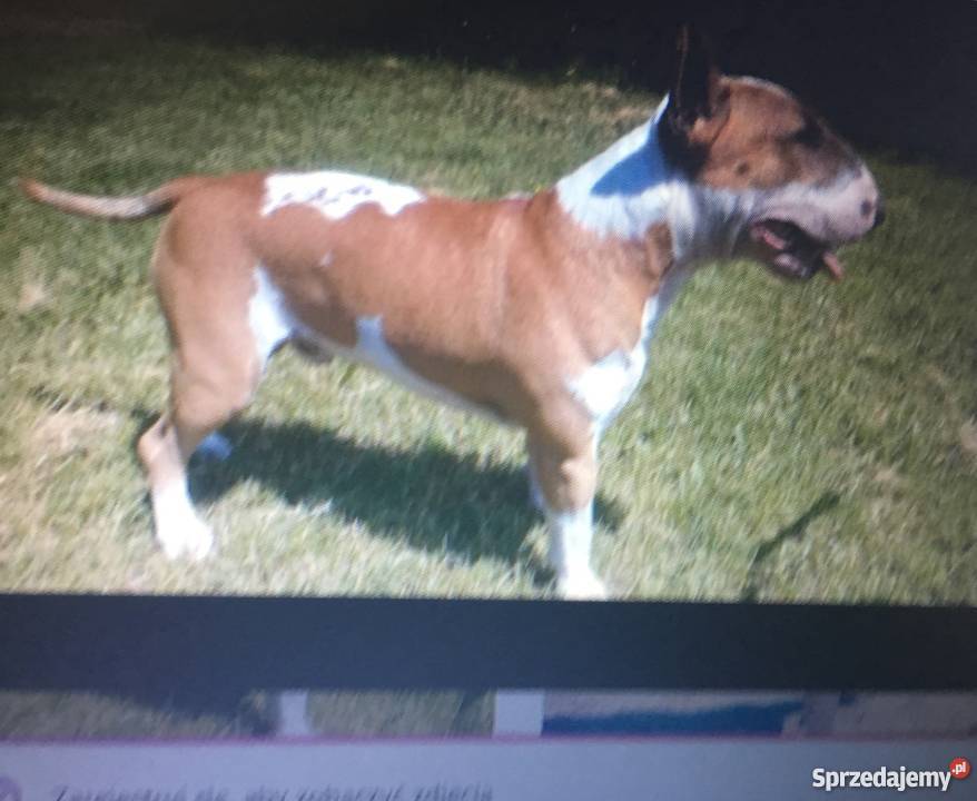 Bulterier standard zkwpfci pies 25 letni Poznań