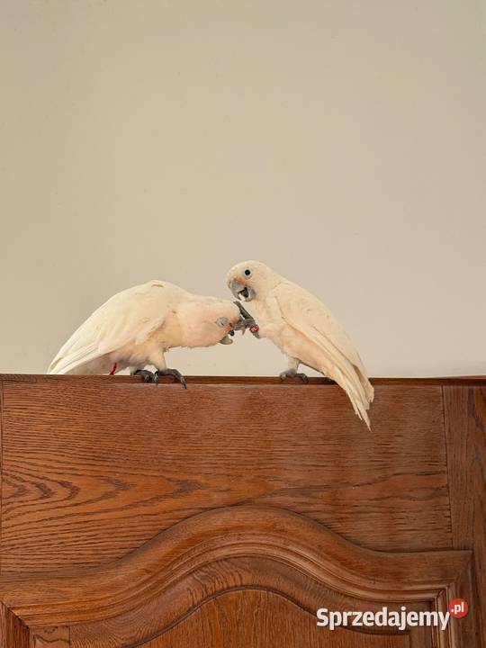 Kakadu Białooka Goffini Kakadu Ręcznie Poznań