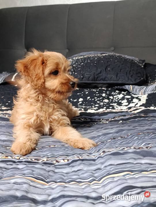 Cavapoo suczka Pozostałe Szczaworyż