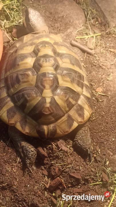 sprzedam żółwia lądowego greckiego 6 letni dolnośląskie Wrocław