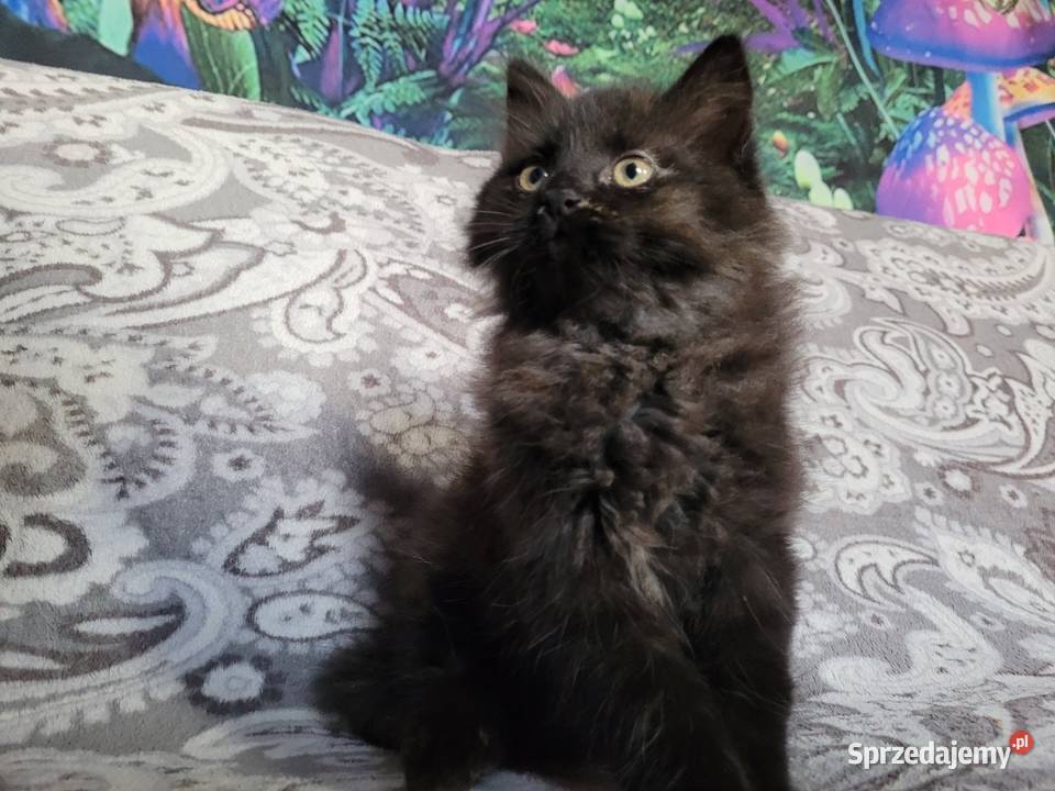 Maine Coon Polesie Mikułowskie sprzedam