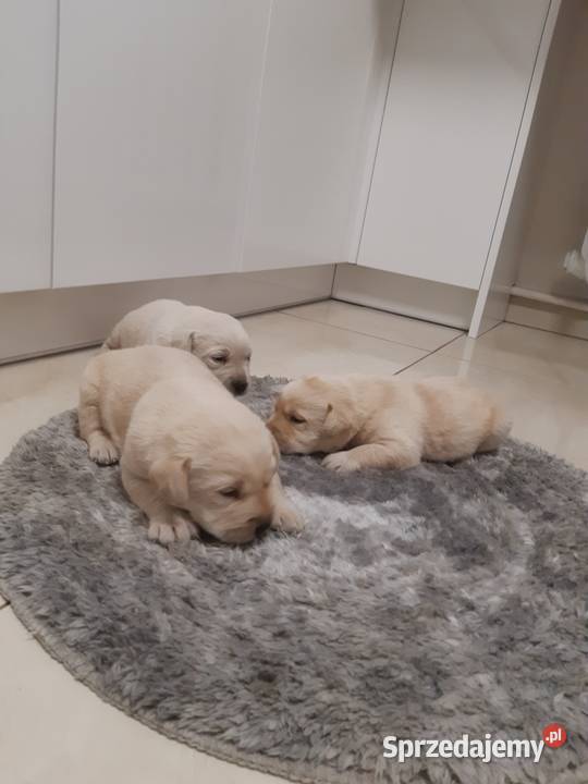 Labrador mazowieckie Milejowice