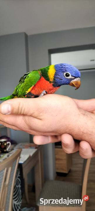 Lorysa 2024 oswojona Rybnik