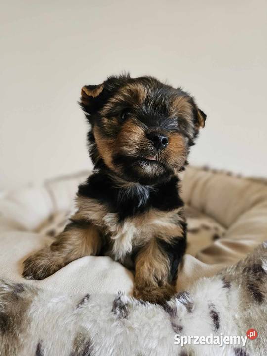 Yorkshire Terrier Samiec z Chipem Wyprawka Częstochowa sprzedam