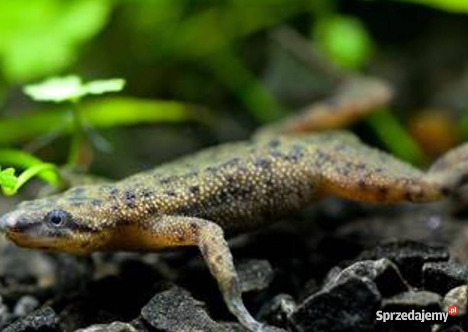 Żaba Karlik szponiasty Hymenochirus boettgeri Gdańsk