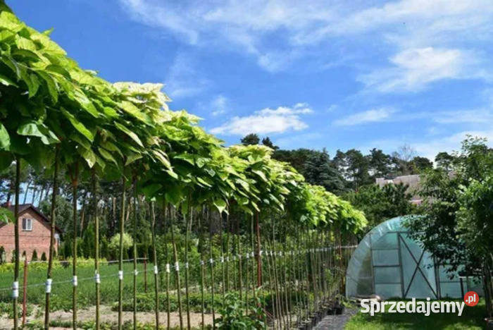 Surmia Bignoniowa Nana Catalpa Wysokość rośliny Łódź