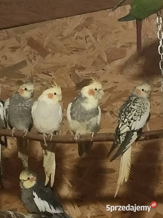 Zeberki i inne Liniewo