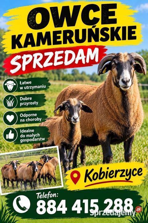 Owce kameruńskie Kuklice