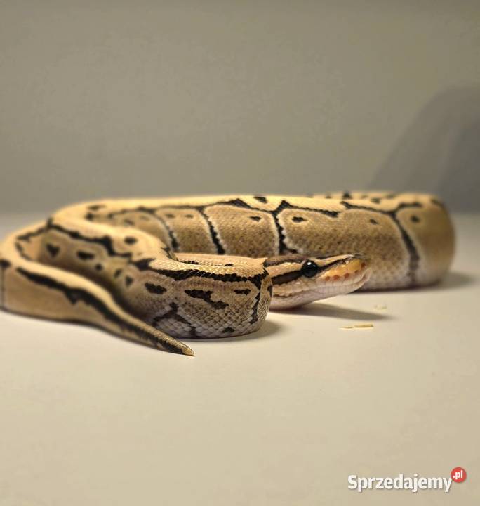 Pyton królewski Pinstripe Desert Ghost 100 het Szczecin