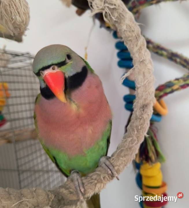 Papugi szukają dobrego domu Tomaszów Mazowiecki