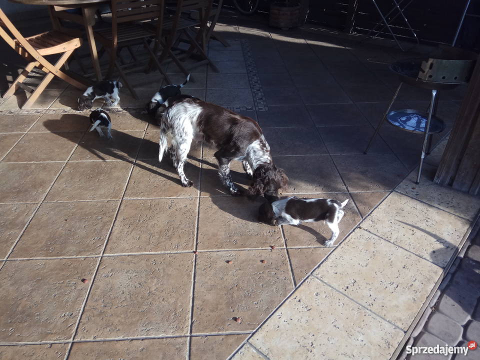 Mały Munsterlander świętokrzyskie Kazimierza Wielka