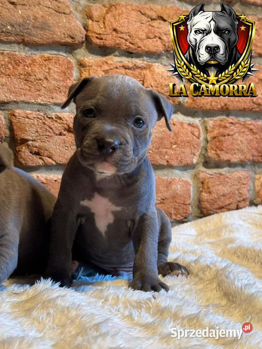 American Staffordshire Terrier Blue Samiec opolskie