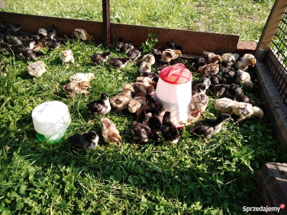 Kurczęta australorp Ryczów