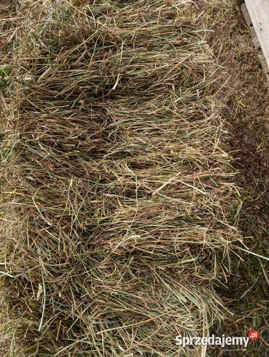 Siano W Kostkach Grodzisk Mazowiecki