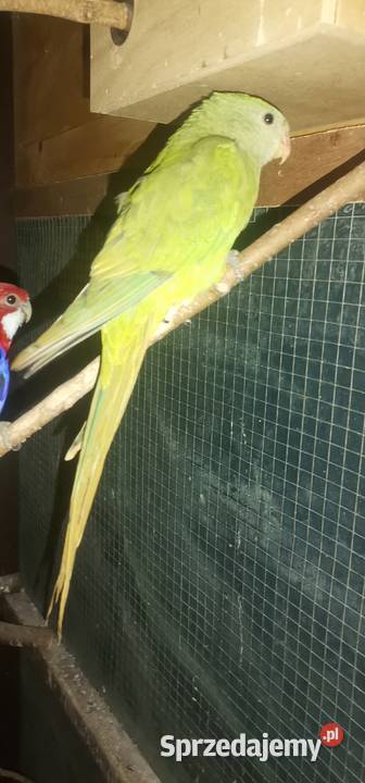 Sprzedam zamienie Dobczyce sprzedam