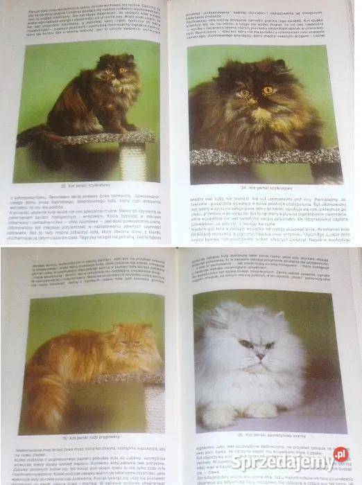 Mój kot Aleksandra KonarskaSzubska Chełm