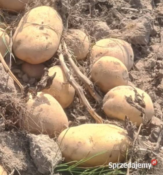 Ziemniak tajfun super na frytki i placki Mielec