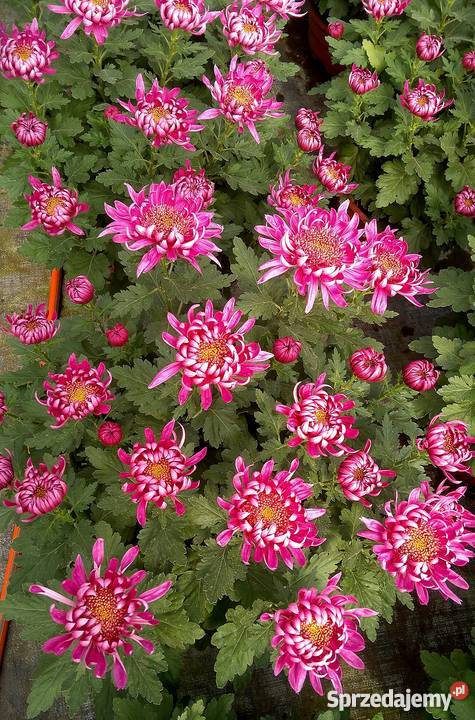 Chryzantemy szlachetne sterowane Zawichost