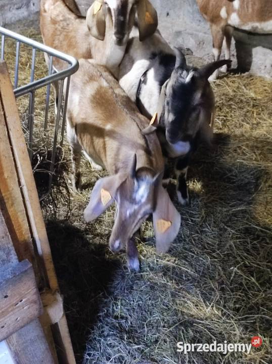 Kozy anglonubijskie Krosnowa