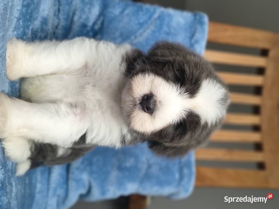 Bearded collie szczeniaki FCI Stargard sprzedam