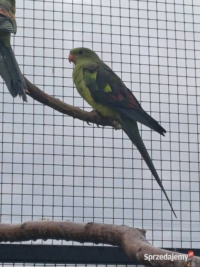 Papuga Górska samica Jasło