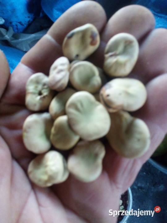 Nasiona bobu Strzeszkowice