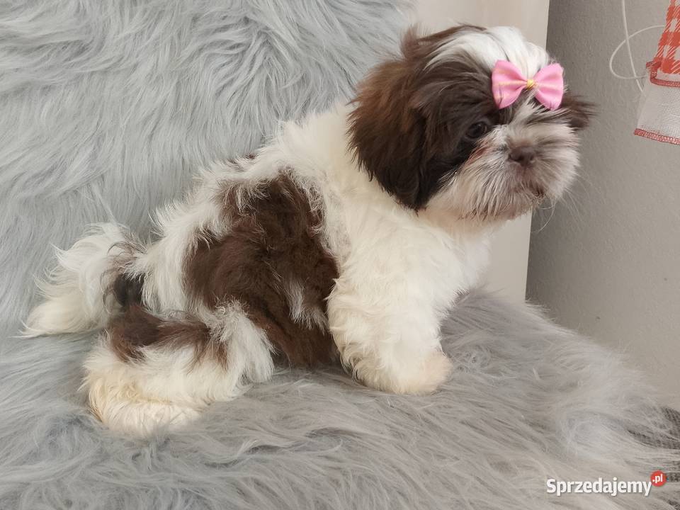 Biało czekoladowa suczka rasy ShihTzu Shih Tzu Ostrzeszów