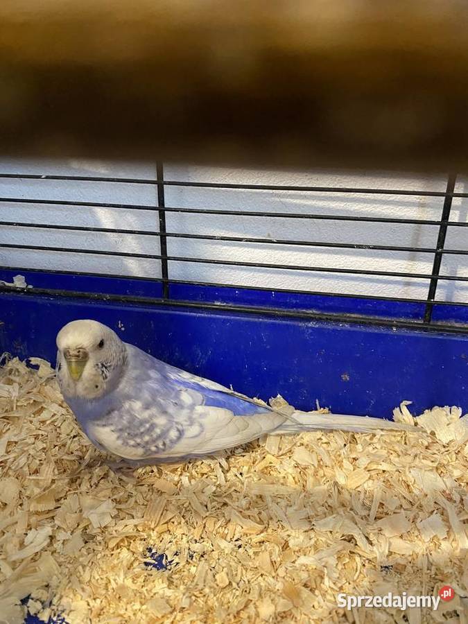 Sprzedam papugę falistą Ptaki lubelskie Krasnystaw