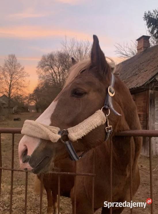 ogier źrebak typ pogrubiony Kodeń