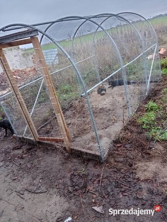 Woliera 3x2 kury kurczaki kaczki króliki kujawsko-pomorskie Działyń