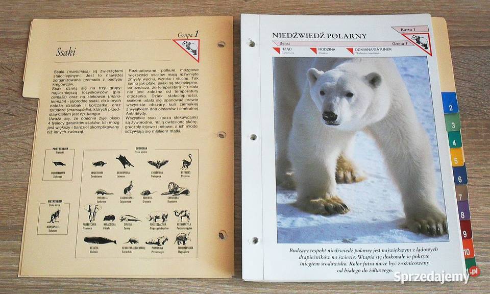 Karty do Encyklopedii Zwierząt A do Z sprzedam