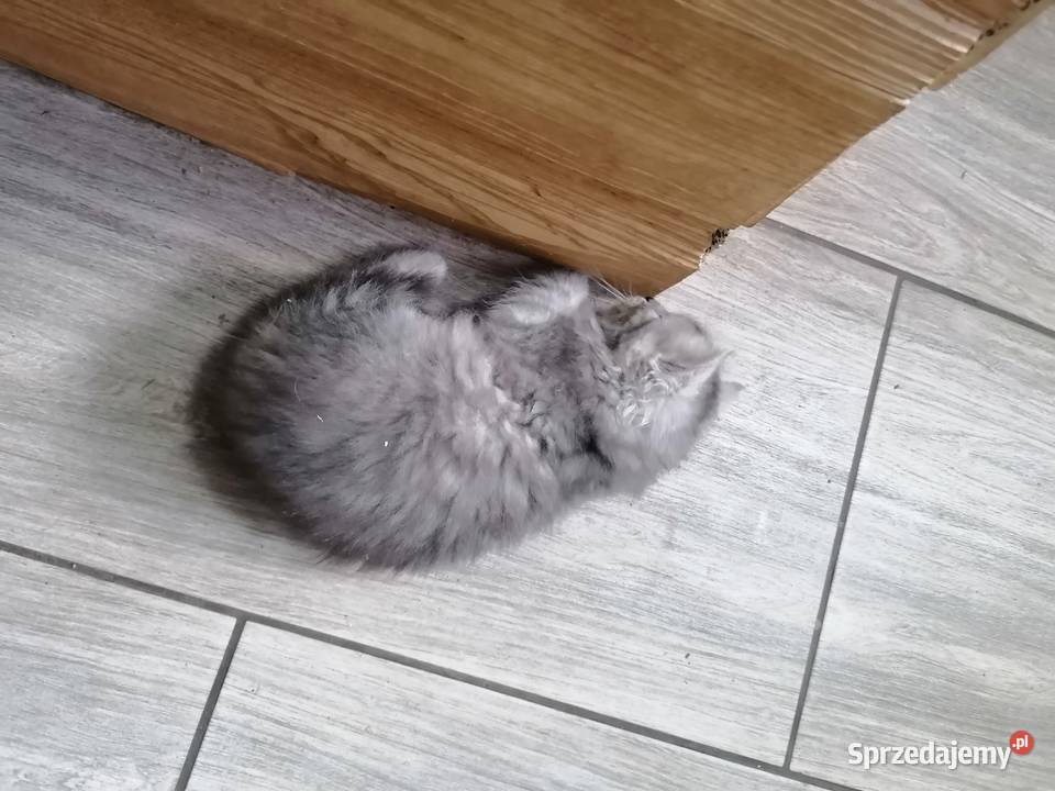 Kotek syberyjski Syberyjski Sucha Beskidzka sprzedam