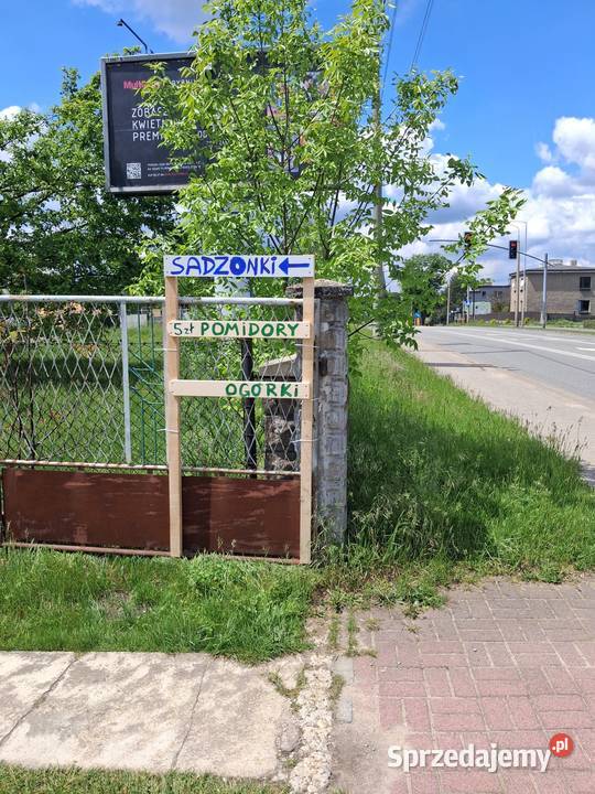 sadzonki pomidorów rozsada pomidorów pomidory śląskie Rybnik