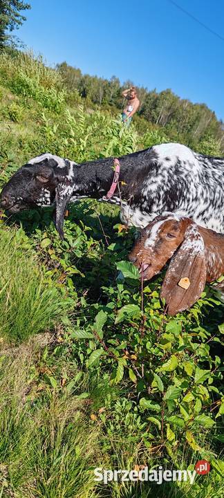 Mleko kozierasa anglonubijska małopolskie Tarnów