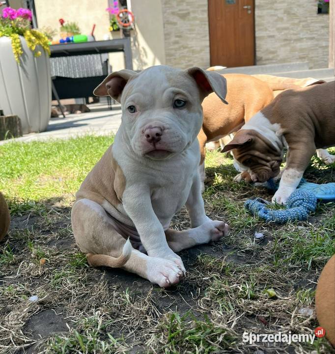American Bully ABKC