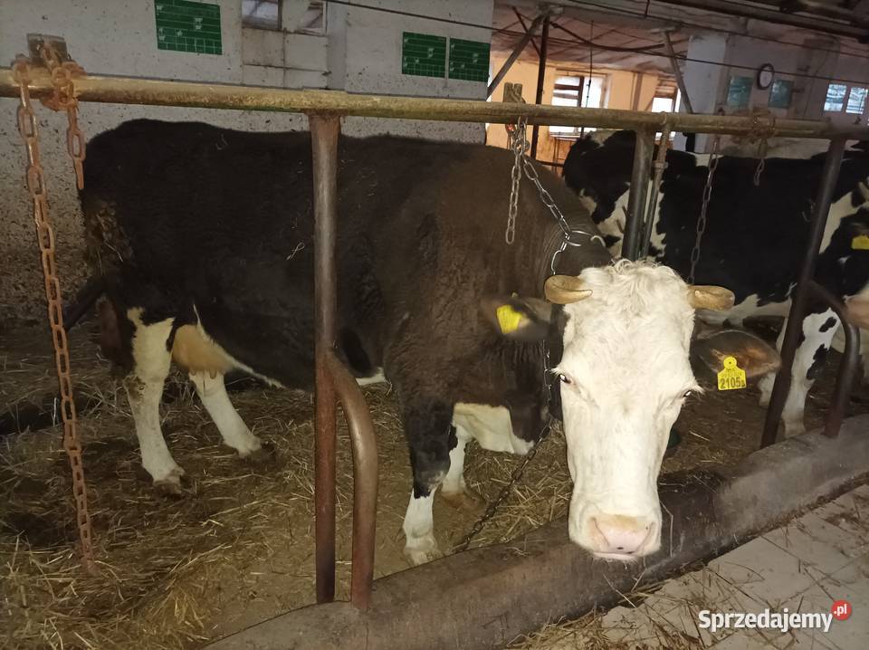 Likwidacja stada krów jałowek łódzkie Zduny