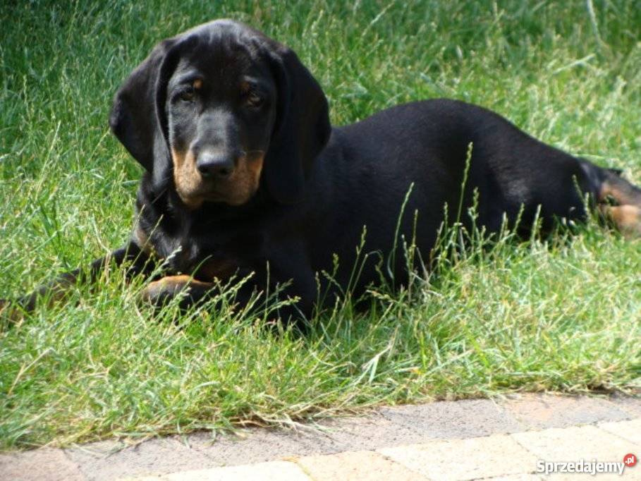 Gończy polski gończe polskie szczeniaki ZKwP FCI Piaski