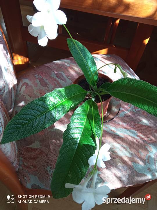 Piękne skrętniki Rośliny Białystok sprzedam