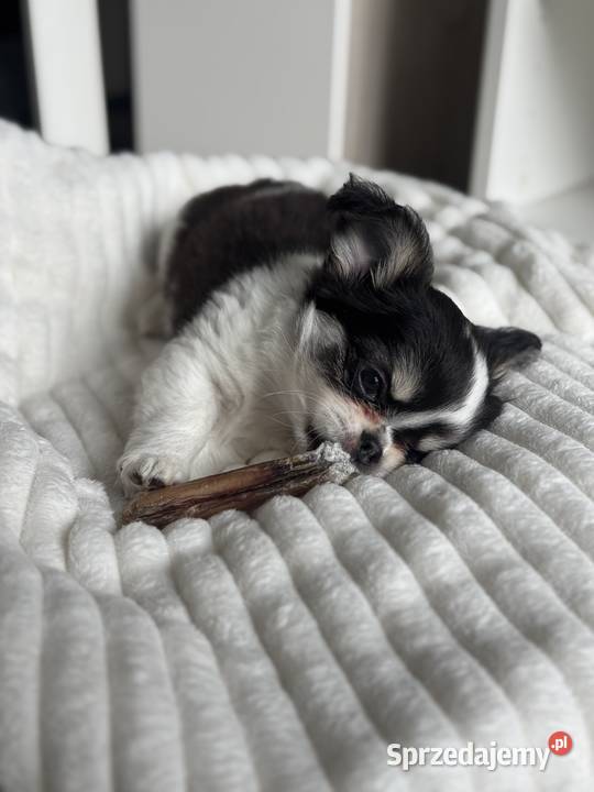 Chihuahua długowłosa ZKwP FCI Mysłowice