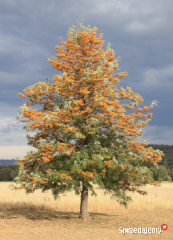 GREWILLA MOCNA Grevillea robusta NASIONA 100g Nasiona Lubanie