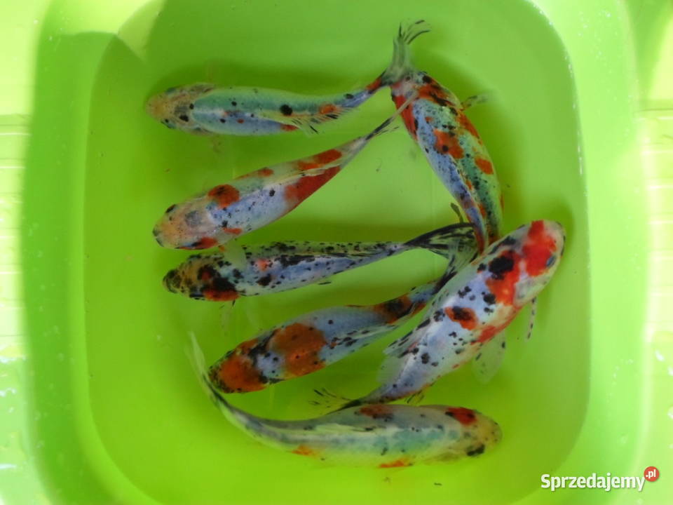 KARAŚ KOLOR KARP KOI AMUR TOŁPYGA LIN RYBY DO Łódź